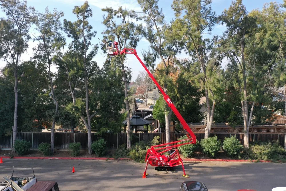 Tree Pruning